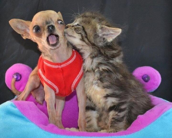 (Via Imgur)