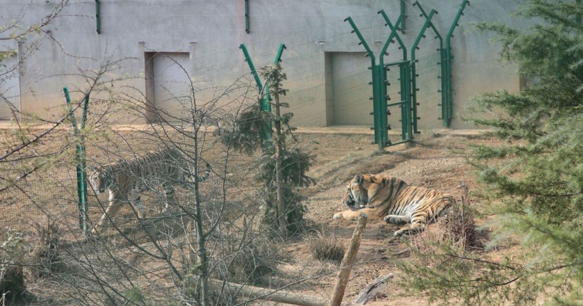 Tigers Turned Into Wine As Shocking Chinese Cruelty Is