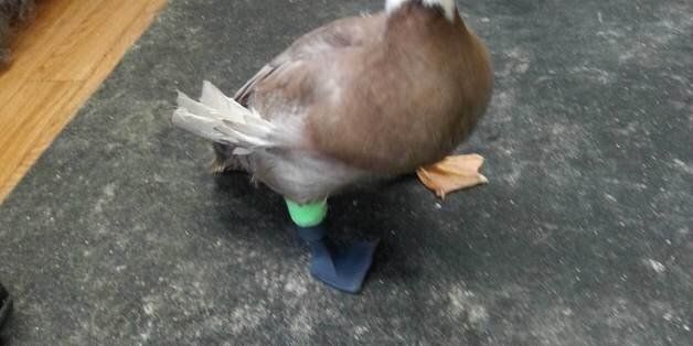 Dudley the duck is mobile once more