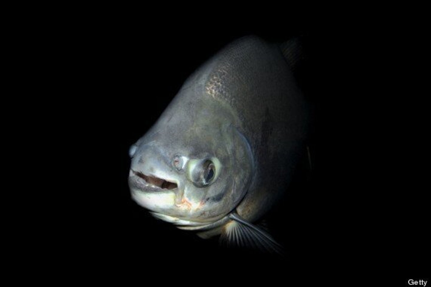 Pacu Fish Ball Cutter Pacu, Testicle Eating 'Ball Cutter' Fish Threat In Sweden Played Down ...