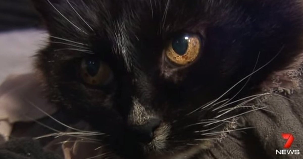 Lost Cat Returns Home After Being Missing For 13 Years (VIDEO