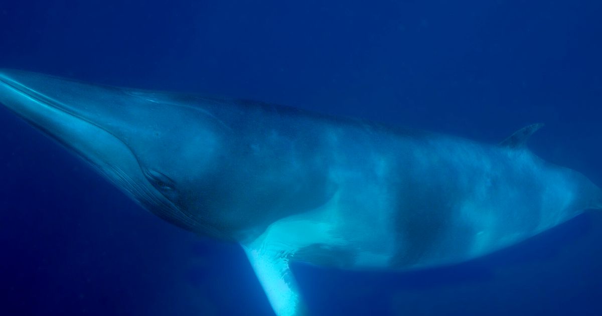 Norwegian Whale Meat On Sale At European Food Fair In Berlin, Activists ...