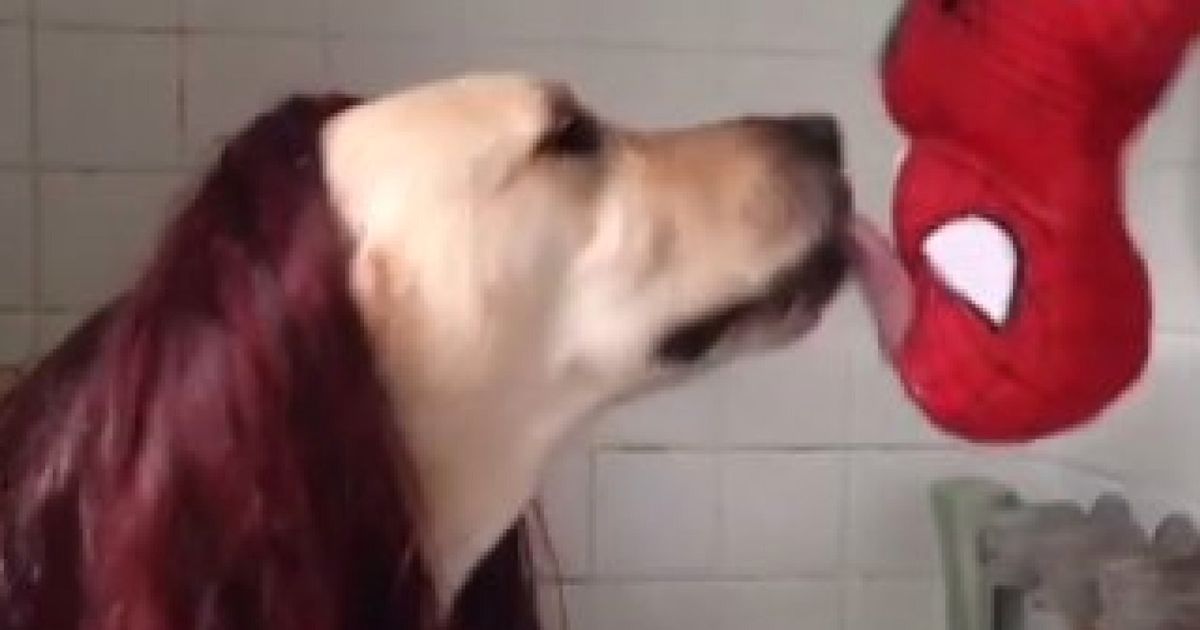 The Famous Upside-Down Spider-Man Kiss, Reenacted By A Dog (VIDEO) |  HuffPost UK Comedy