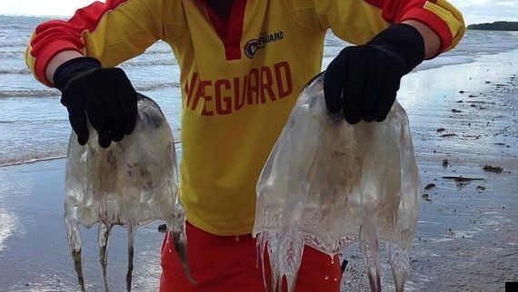 Giant Box Jellyfish Could Have Killed 120 People (PICTURE) | HuffPost UK