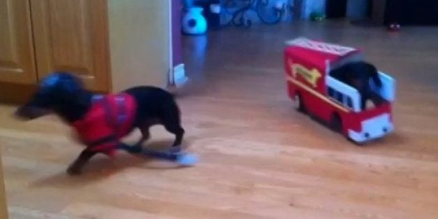 ‘Dachshund Fire Drill’ Is The Silliest Six-Second Video You’ll See