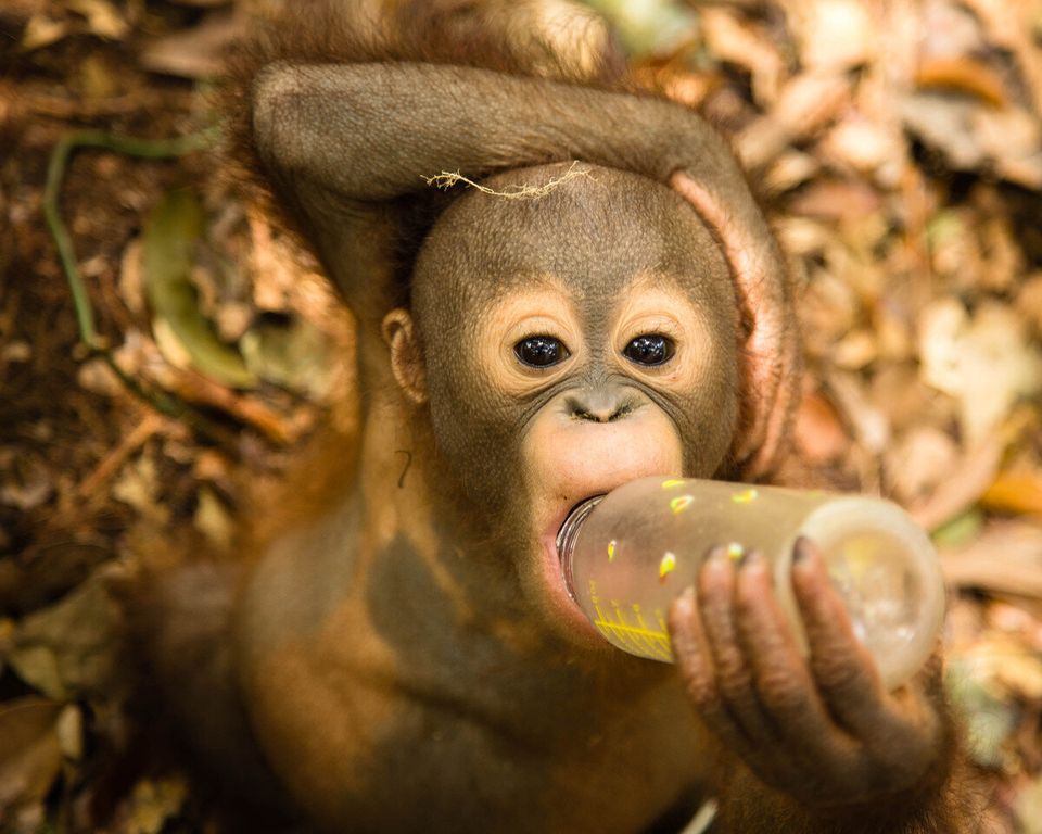 Orangutan Rescue: Back to the Wild (National Geographic Wild)
