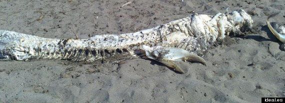 Mystery Of 'Horned Sea Monster' Washed Up On Spanish Beach (PICTURES ...