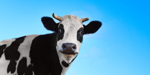 essay on cow jokes