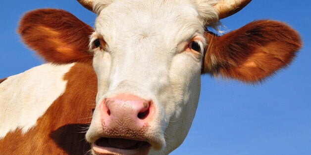 head of a cow against the sky.