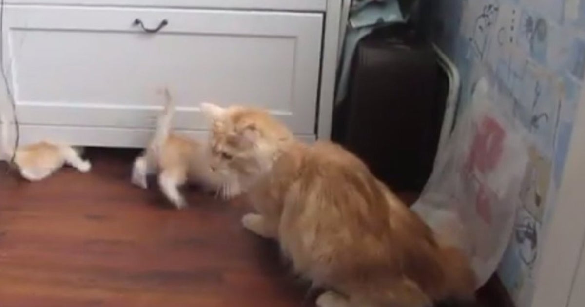 Kittens Run For Cover As Mother Cat S Jump Goes Wrong Video