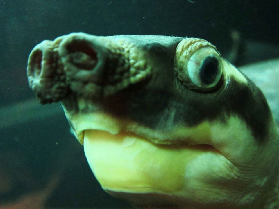 Pig-nosed turtle (Carettochelys insculpta) ∏ Pancy98