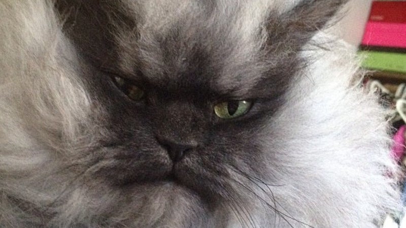 colonel meow