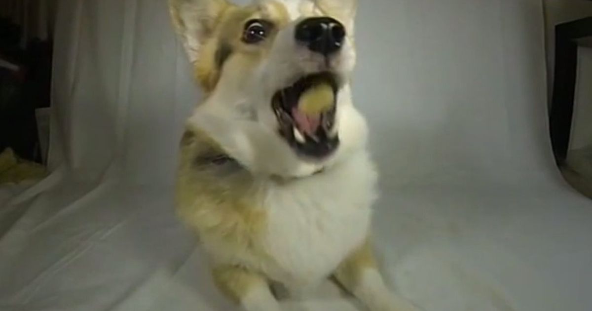 This Slow-Motion Video Of A Corgi Catching Dog Treats Is Captivating ...