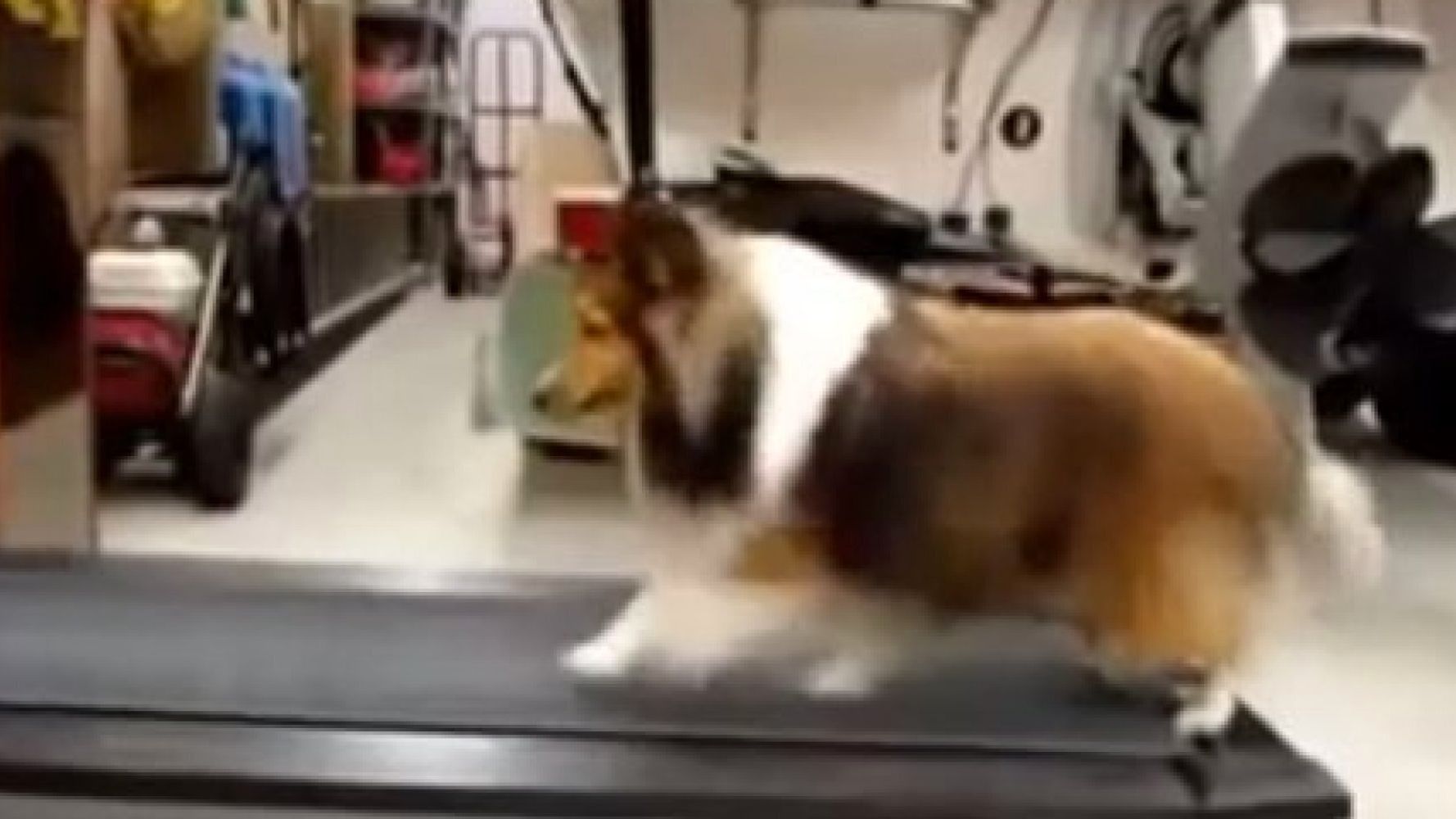 Dog Cheats During Its Treadmill Workout (VIDEO) | HuffPost UK Comedy