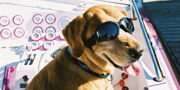 (UNDATED FILE PHOTO): A dog wears the new Doggles, a new protective eyewear for dogs, in an undated photo. Doggles claim to protect dog's eyes from foreign objects, wind, and UV light. (Photo Courtesy of Doggles.com/Getty Images)