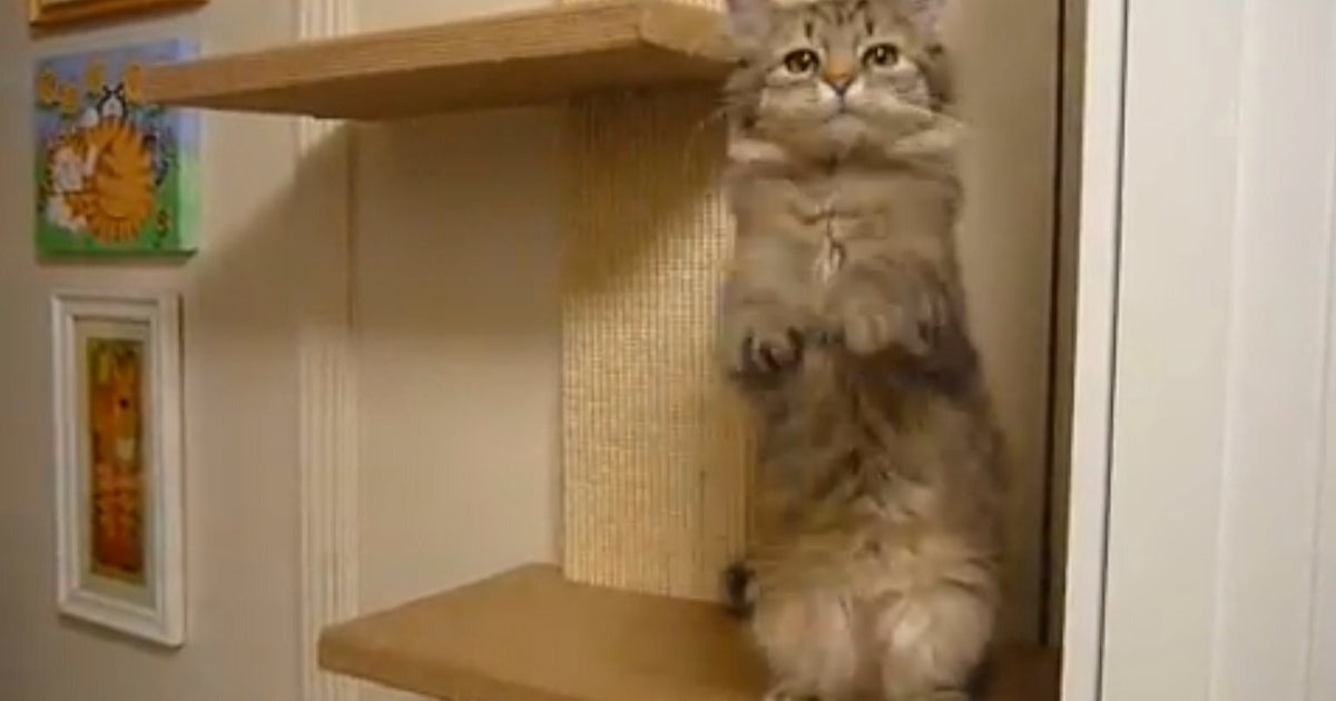 Adorable Cat Waves At Camera, Makes Our Day (VIDEO) | HuffPost UK