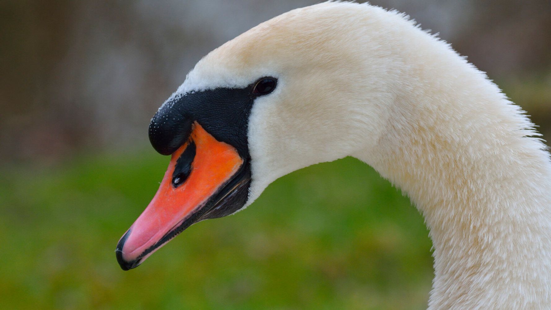 Swan Suspected Of Being A Spy Detained In Egypt | HuffPost UK News