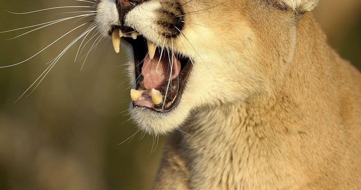'Big Cat' Fears Following Series Of Violent Animal Attacks In Northern