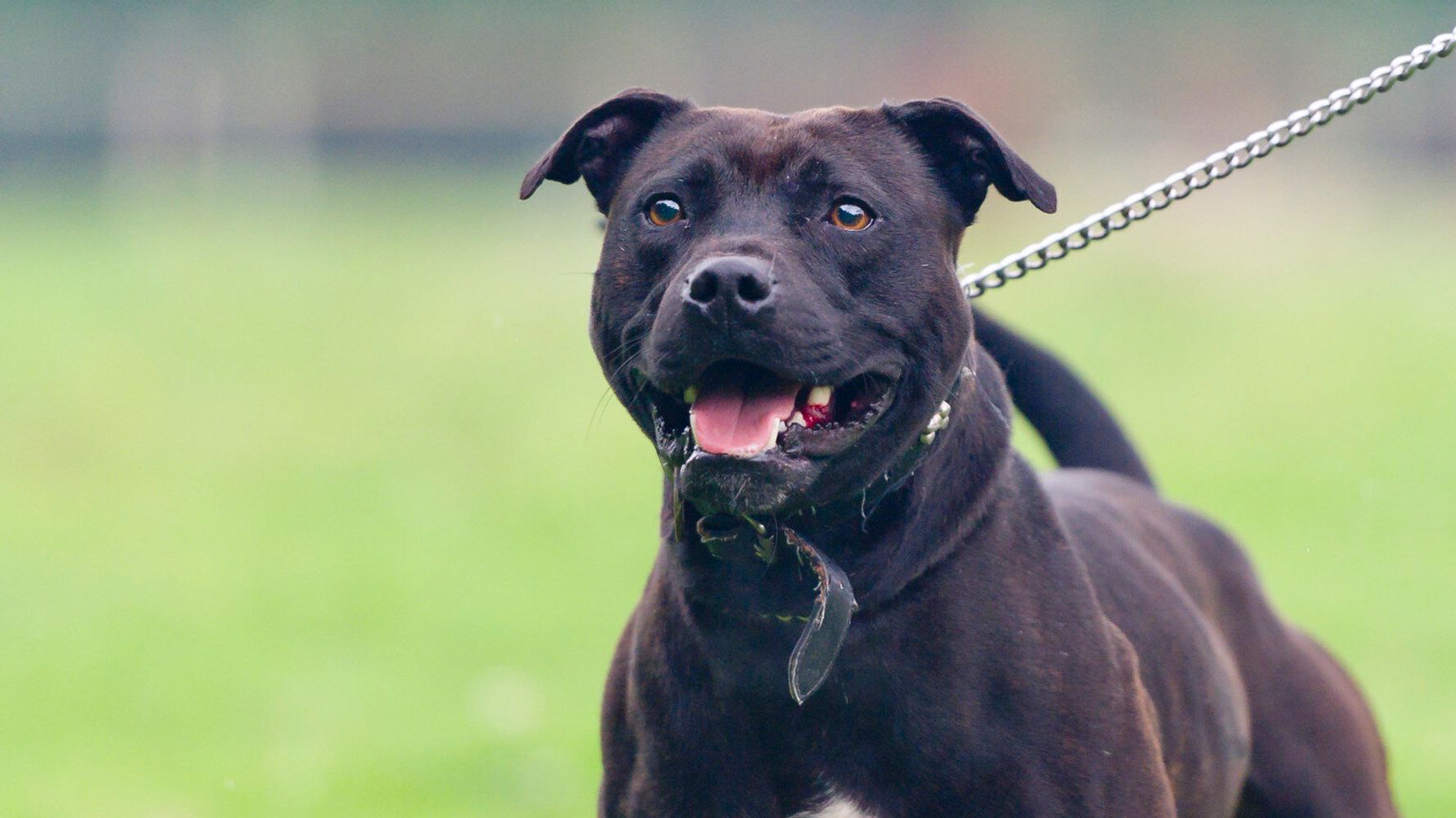 Cesar millan sales staffordshire bull terrier