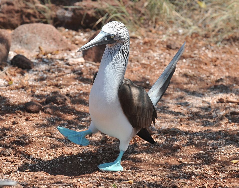 Galapagos wildlife stock