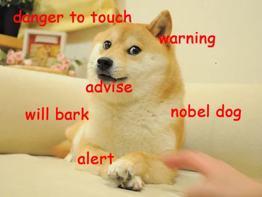 Doge The Shiba Inu Dog Meme Owns The Internet (PICTURES, GIFS