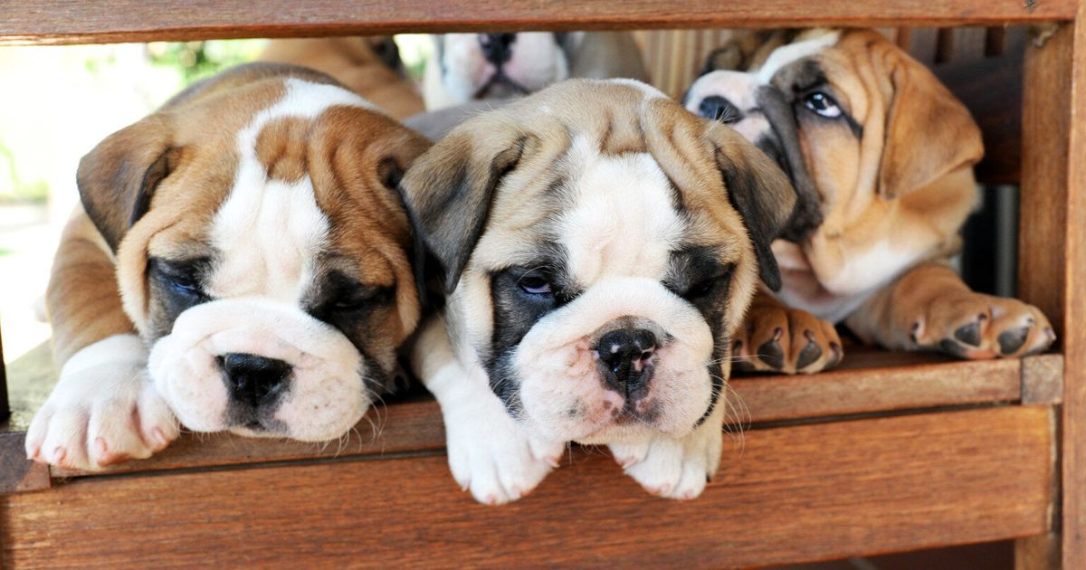 10 Reasons Why Puppies Are Like Babies | HuffPost UK Life