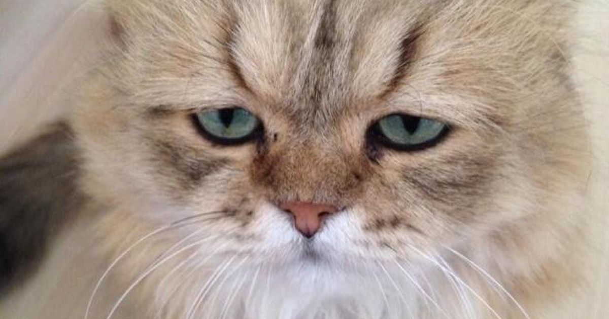 Move Over Grumpy Cat Heres Worried Cat Pictures Huffpost Uk