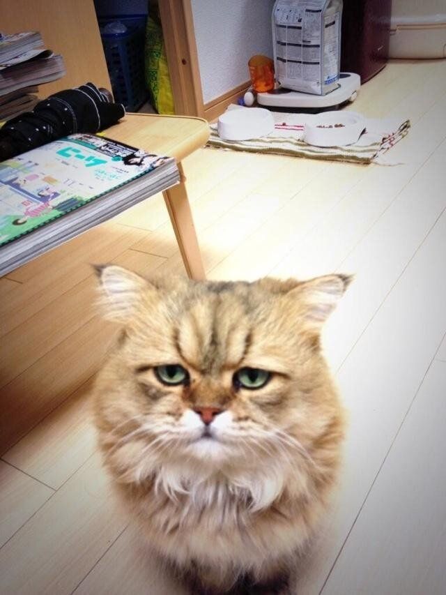 Worried Cat Foo-Chan