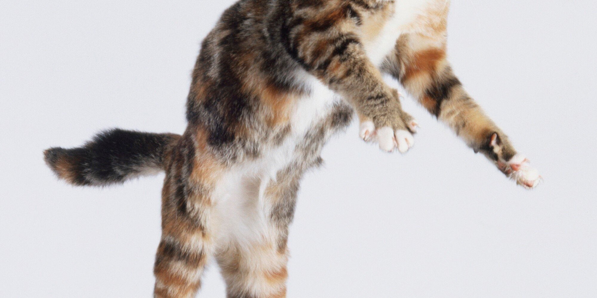 cat blown away cat blown away