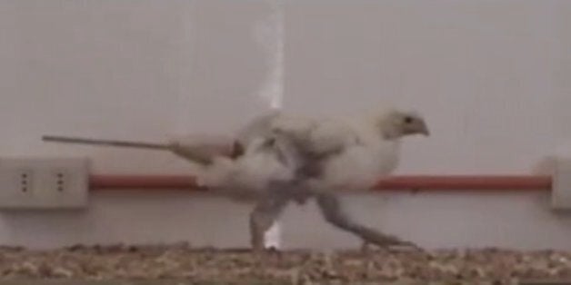 Chicken Wears Prosthetic Tail To Walk Like A Dinosaur, For Science