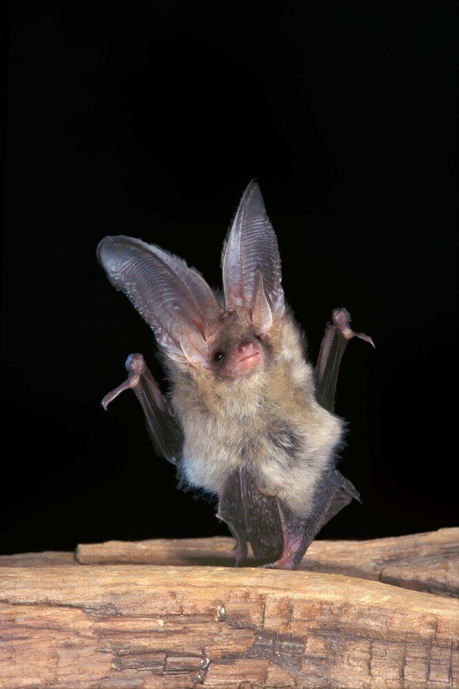 Flipping A Picture Of A Bat Upside Down Makes Them Look Like They're Partying 