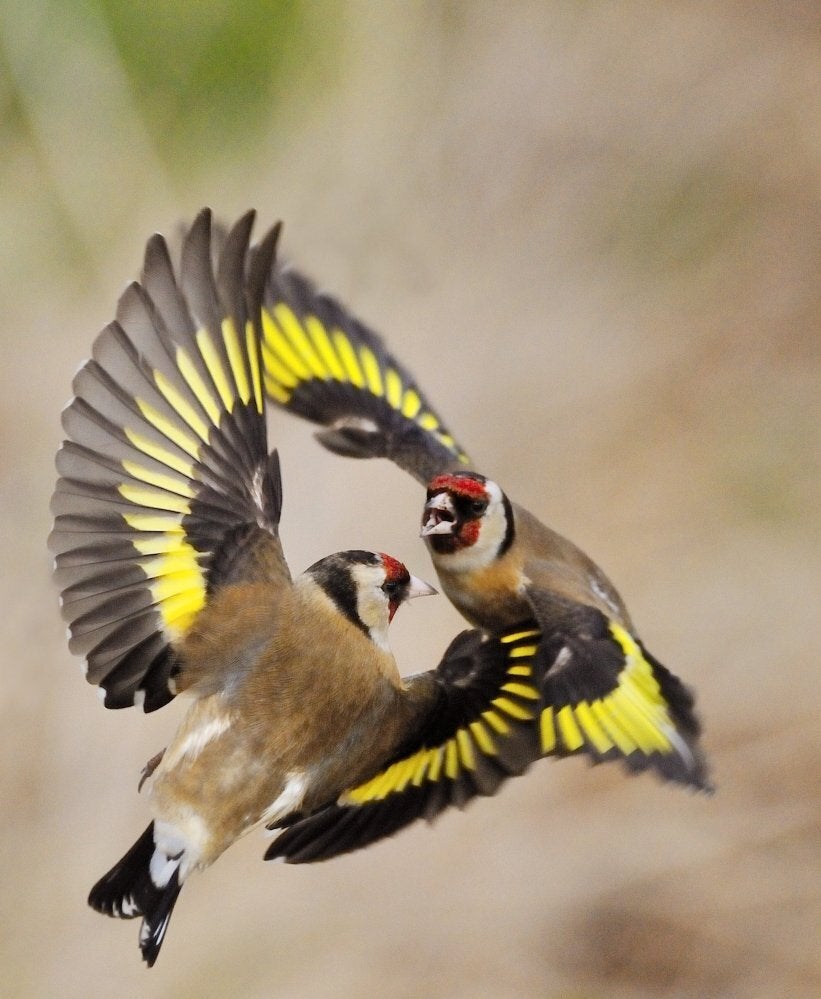 Goldfinches 