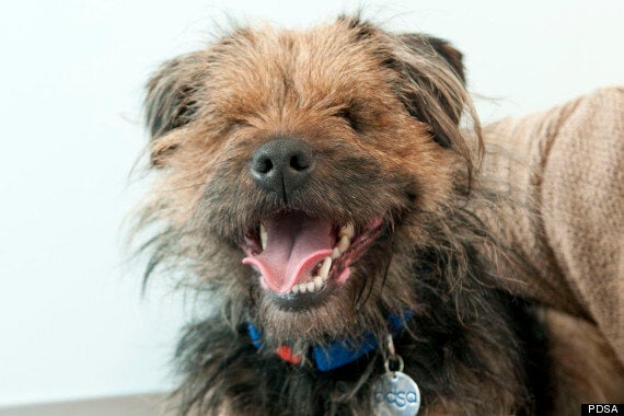 Scruffy best sale border terrier