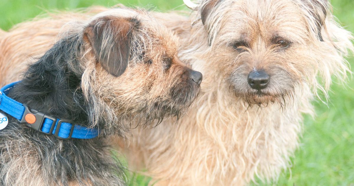 why do border terriers lick so much