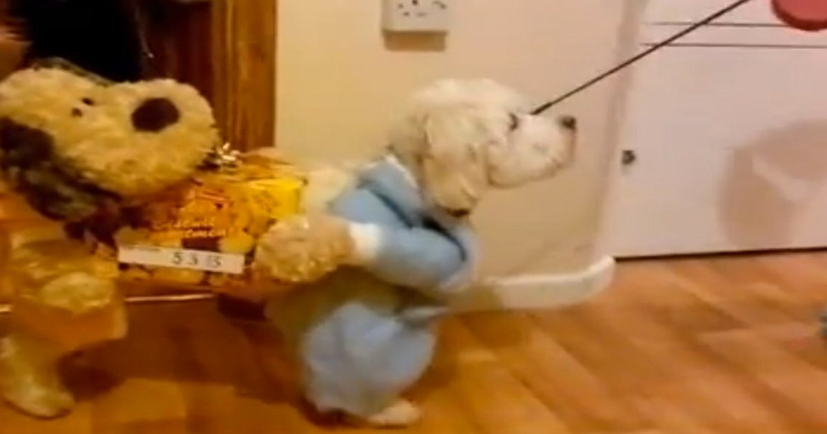 The Best Ever Fancy Dress Costume For A Dog (VIDEO) HuffPost UK Comedy