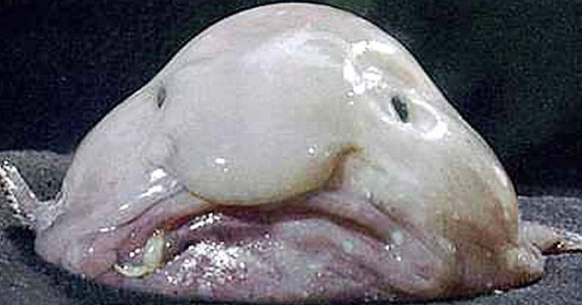 Blobfish Officially The Ugliest Animal Ever | HuffPost UK