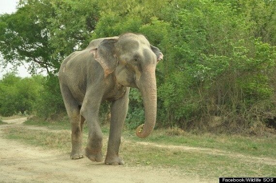Elephant Raju Who Wept With Gratitude After 50 Years In Shackles Enjoys First Week Of Freedom