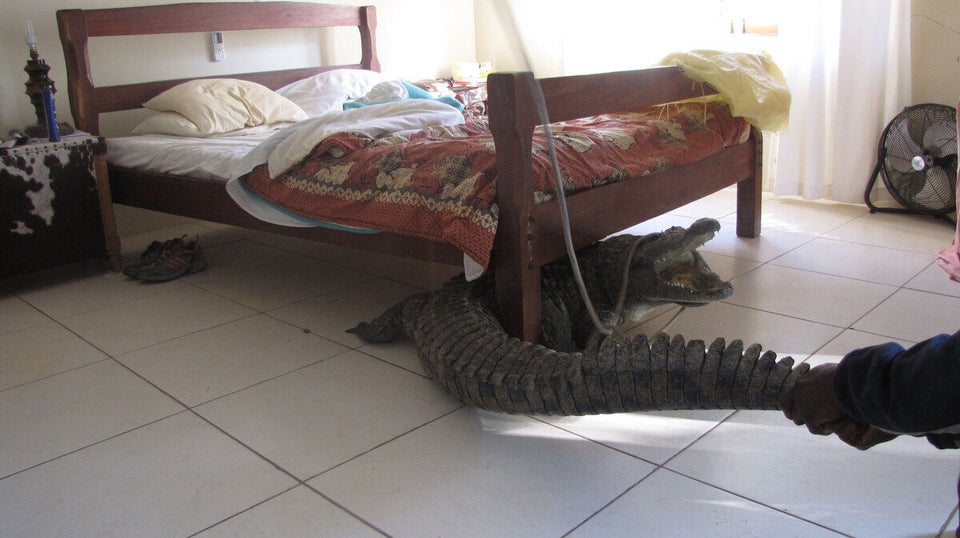 11_CATERS_ALARM_CROC_14