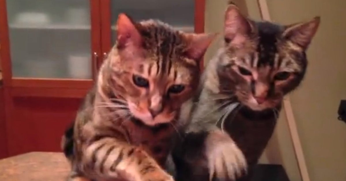 just-two-cats-playing-a-piano-duet-video-huffpost-uk-comedy