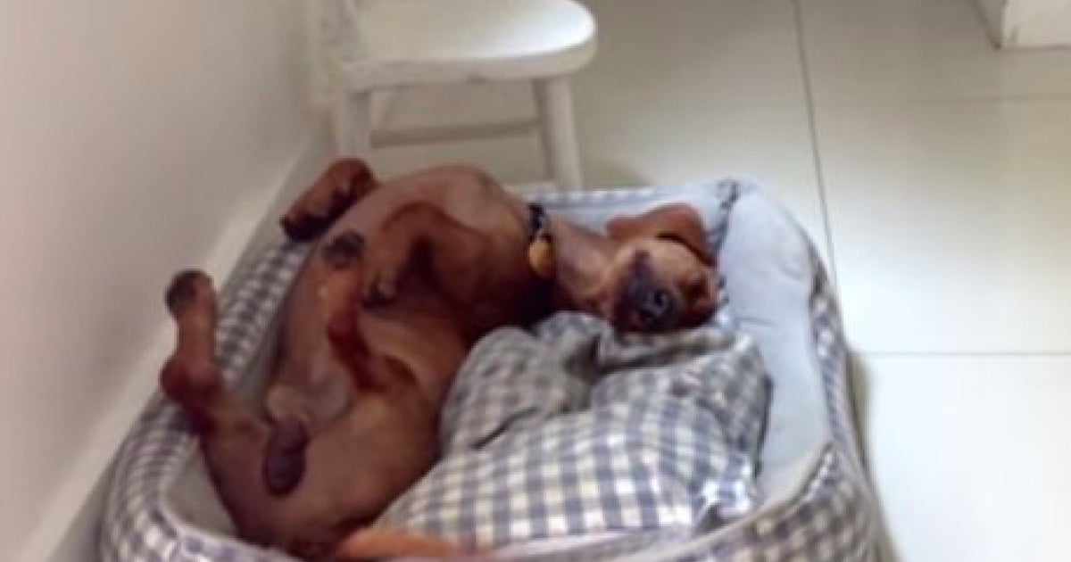 This Dog Is So Happy He Wags His Tail In His Sleep Video Huffpost Uk