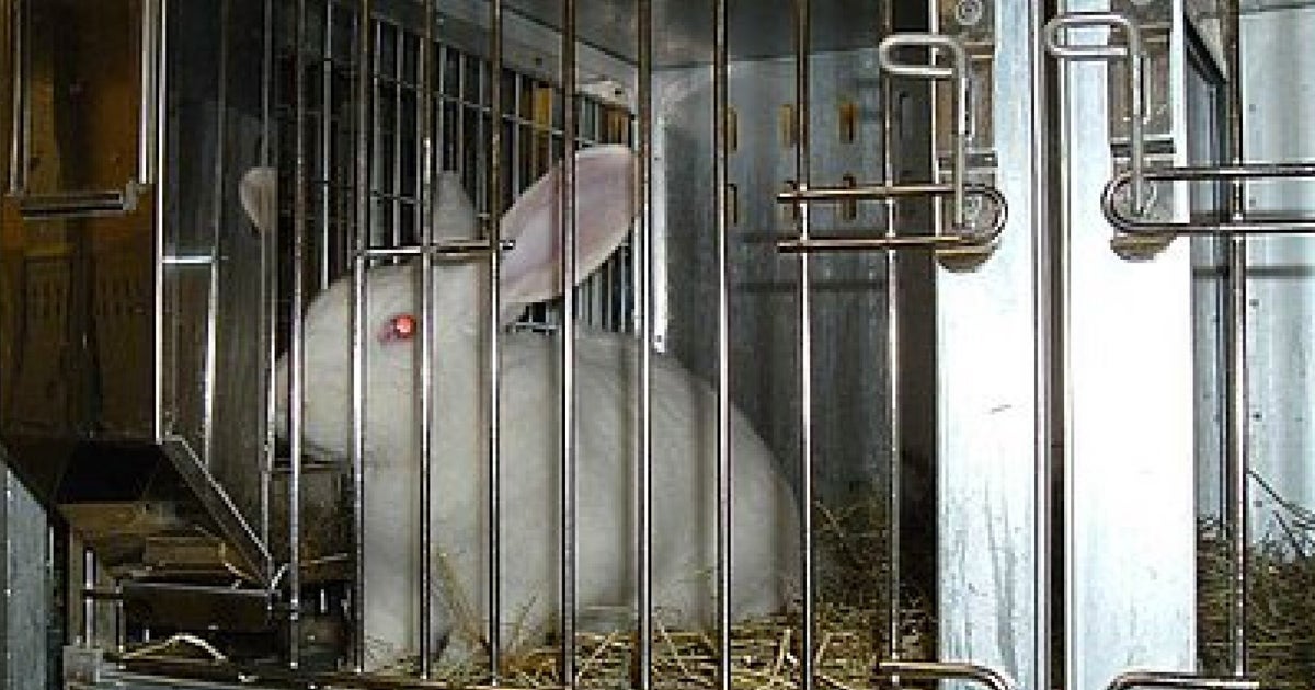 Are Standards for Lab Animals Really 'The Highest Possible'? HuffPost