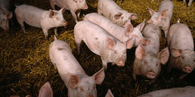 The Ministry of Defence has defended its involvement in the shooting of pigs (file photo)