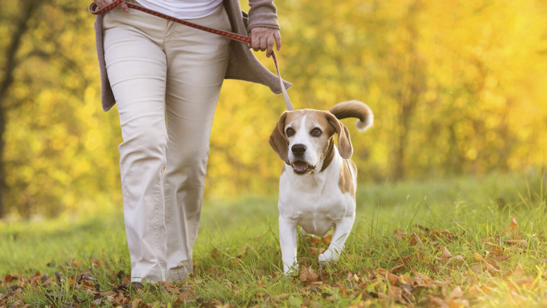 Owning A Dog Can Make You Appear 10 Years Younger, Research Finds