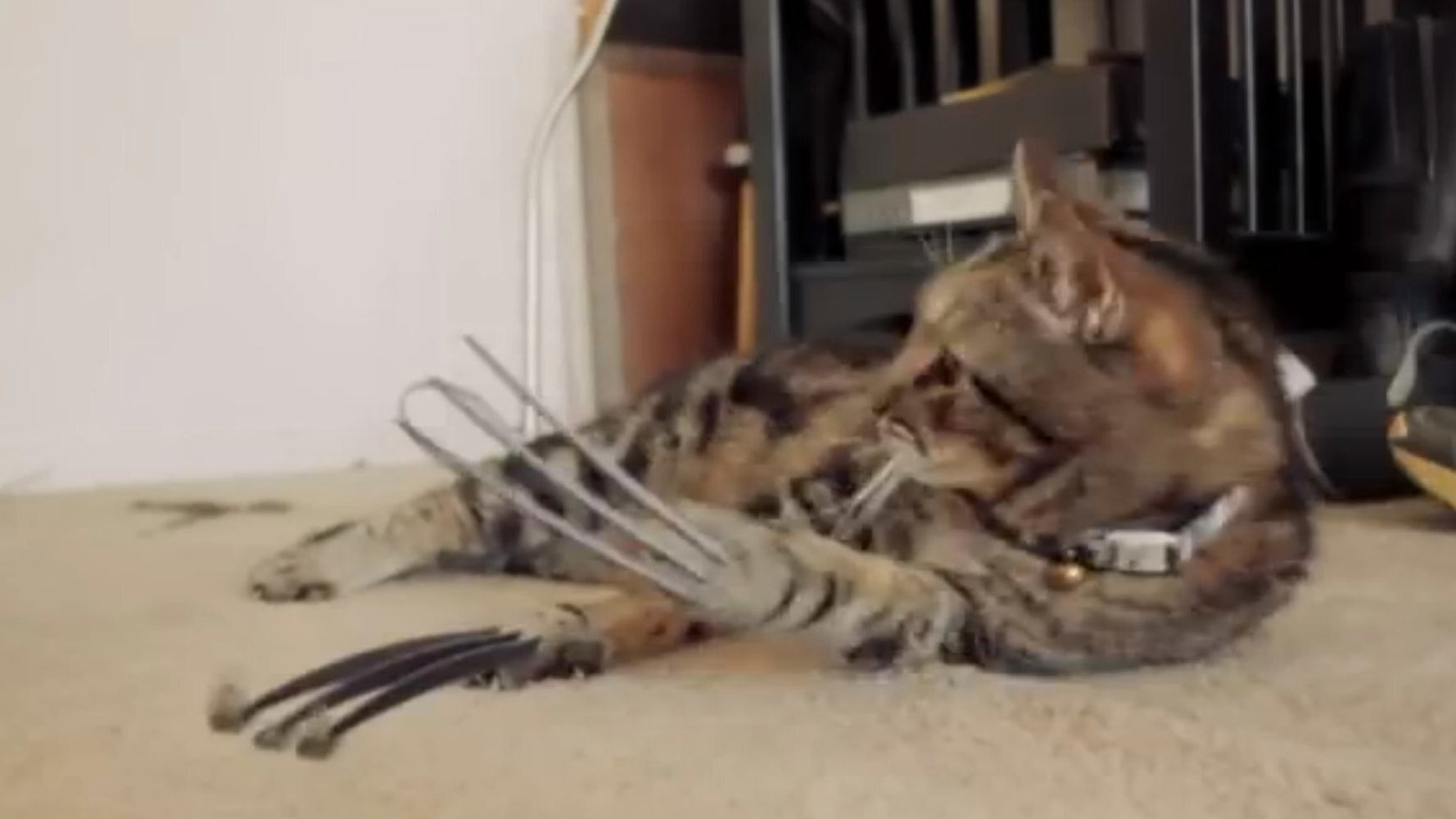 Wolverine Cat Is The Feline Superhero The World Has Been Waiting For