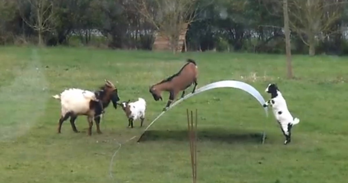 WATCH This Video Of Goats PIaying On A Metal Sheet Is Utterly
