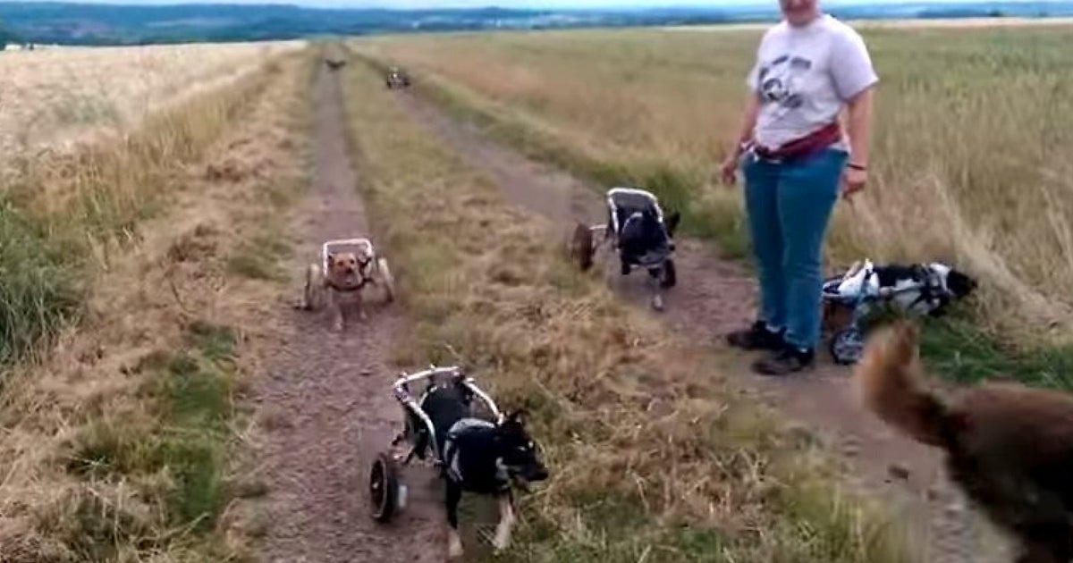 This Video Of Dogs In Wheelchairs Playing Fetch Might Make You Cry (For