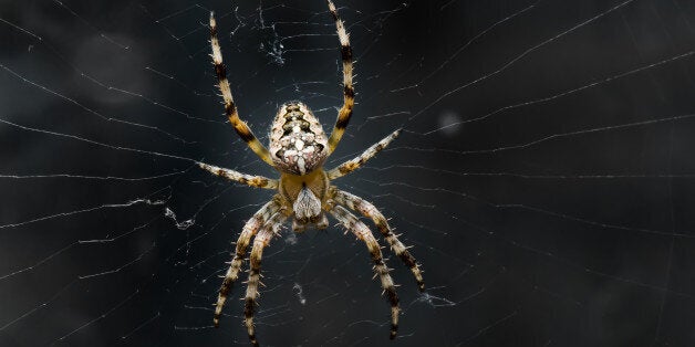 Spider spray sparked a security alert at parliament