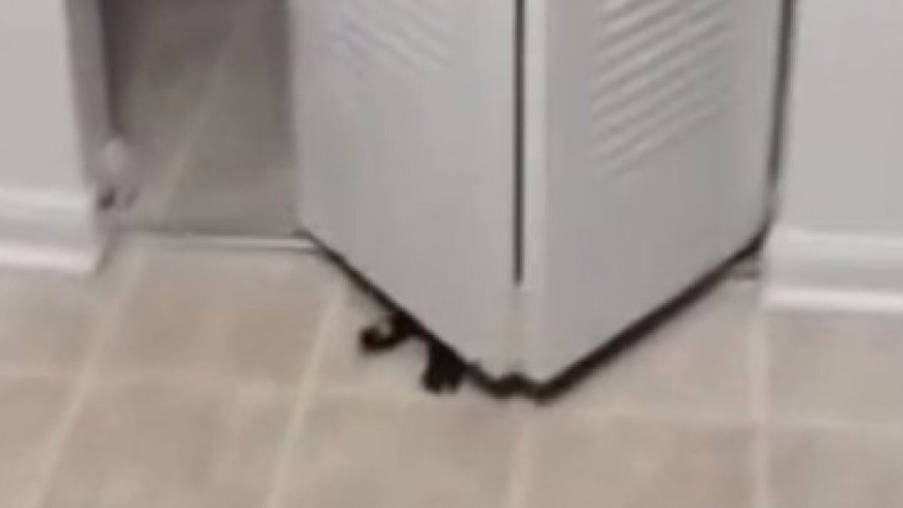 Confused Cat Gets Stuck Behind Open Door (VIDEO) HuffPost UK Comedy
