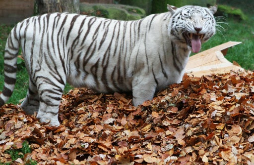 This white tiger