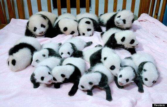 Cute Baby Pandas Greet Adoring Fans At China's Breeding Base